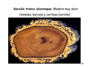 Sección tronco alcornoque: Madera muy dura
   (toneles, barcos) y corteza (corcho)




                                             39
 