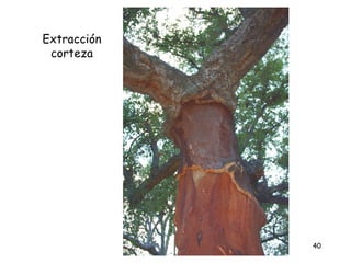 Extracción
 corteza




             40
 