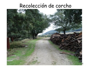 Recolección de corcho




                        41
 