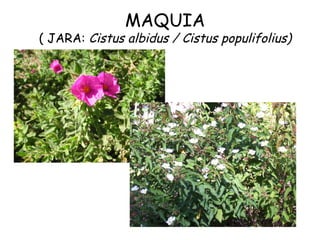 MAQUIA
( JARA: Cistus albidus / Cistus populifolius)




                                           42
 