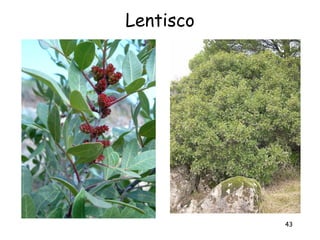 Lentisco




           43
 
