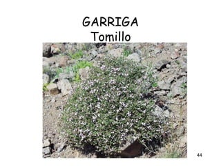 GARRIGA
 Tomillo




           44
 