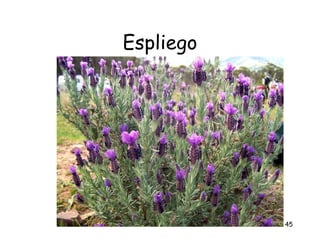Espliego




           45
 