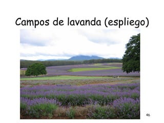 Campos de lavanda (espliego)




                           46
 
