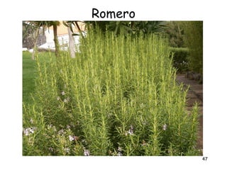 Romero




         47
 