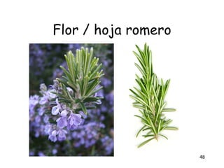 Flor / hoja romero




                     48
 