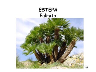 ESTEPA
Palmito




          49
 