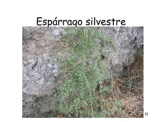 Espárrago silvestre




                      51
 