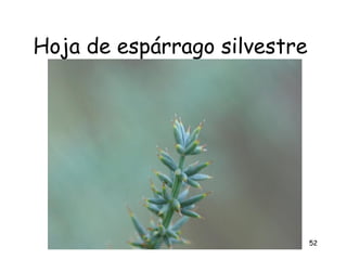 Hoja de espárrago silvestre




                              52
 