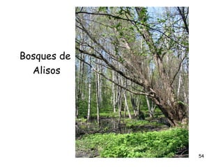 Bosques de
  Alisos




             54
 