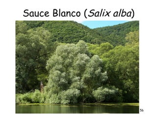 Sauce Blanco (Salix alba)




                            56
 