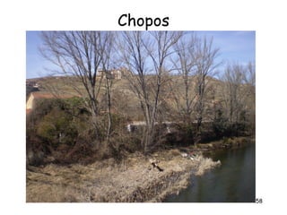 Chopos




         58
 