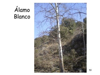 Álamo
Blanco




         59
 