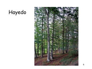 Hayedo




         6
 