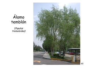Álamo
temblón
  (Populus
tremuloides)




               60
 