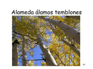 Alameda álamos temblones




                           61
 