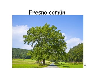 Fresno común




               62
 