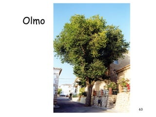 Olmo




       63
 