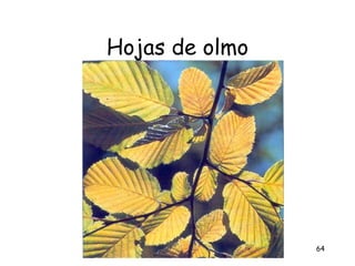 Hojas de olmo




                64
 