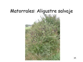 Matorrales: Aligustre salvaje




                                65
 