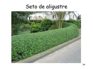 Seto de aligustre




                    66
 