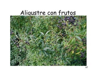 Aligustre con frutos




                       67
 