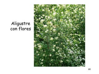 Aligustre
con flores




             68
 