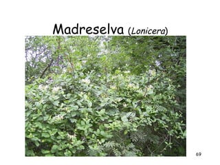 Madreselva (Lonicera)




                        69
 