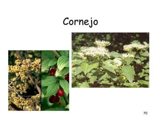Cornejo




          70
 