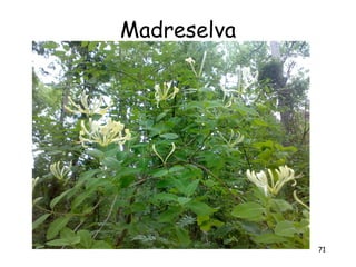 Madreselva




             71
 