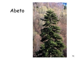 Abeto




        73
 