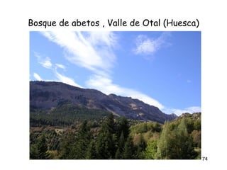 Bosque de abetos , Valle de Otal (Huesca)




                                            74
 