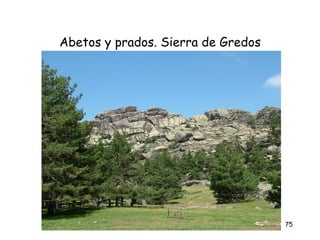 Abetos y prados. Sierra de Gredos




                                    75
 