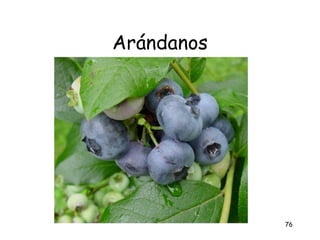 Arándanos




            76
 