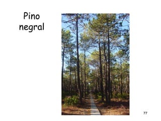 Pino
negral




         77
 