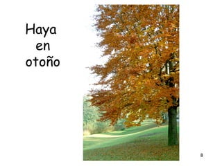 Haya
 en
otoño




        8
 
