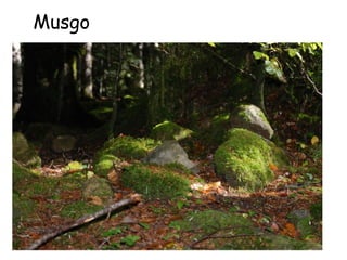 Musgo




        81
 