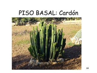 PISO BASAL: Cardón




                     84
 