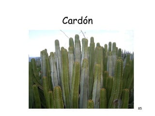 Cardón




         85
 