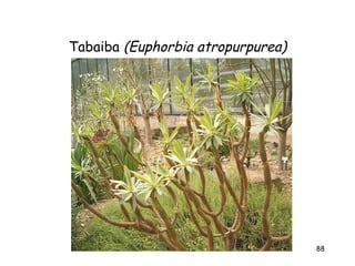 Tabaiba (Euphorbia atropurpurea)




                                   88
 