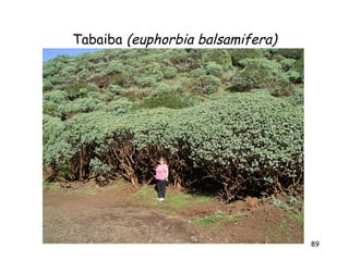 Tabaiba (euphorbia balsamifera)




                                  89
 