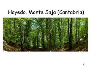 Hayedo. Monte Saja (Cantabria)




                             9
 