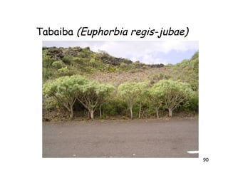 Tabaiba (Euphorbia regis-jubae)




                                  90
 