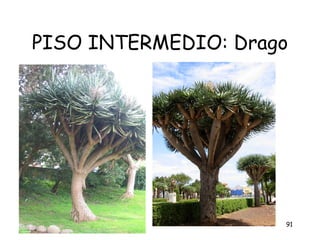 PISO INTERMEDIO: Drago




                     91
 