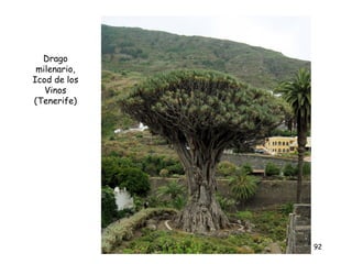 Drago
 milenario,
Icod de los
   Vinos
(Tenerife)




              92
 
