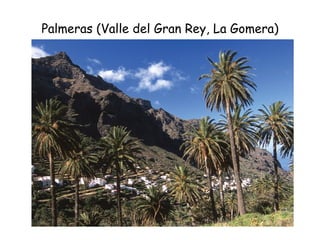 Palmeras (Valle del Gran Rey, La Gomera)




                                           93
 