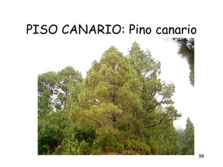 PISO CANARIO: Pino canario




                             98
 