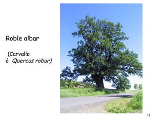 Roble albar

 (Carvallo
ó Quercus robur)




                   11
 
