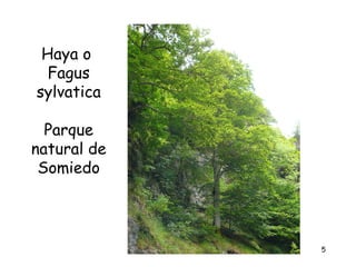 Haya o
  Fagus
sylvatica

  Parque
natural de
 Somiedo



             5
 