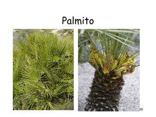 Palmito




          50
 